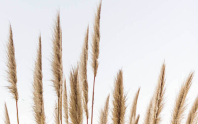 Popis odabranih ponuda koje ispunjavaju uvjete propisane javnim pozivom objavljenim pod br. 3./2025.