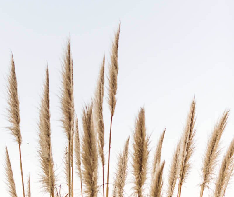 Popis odabranih ponuda koje ispunjavaju uvjete propisane javnim pozivom objavljenim pod br. 3./2025.