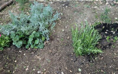 22. 4. Dan planeta Zemlje, 1. e i 3. e